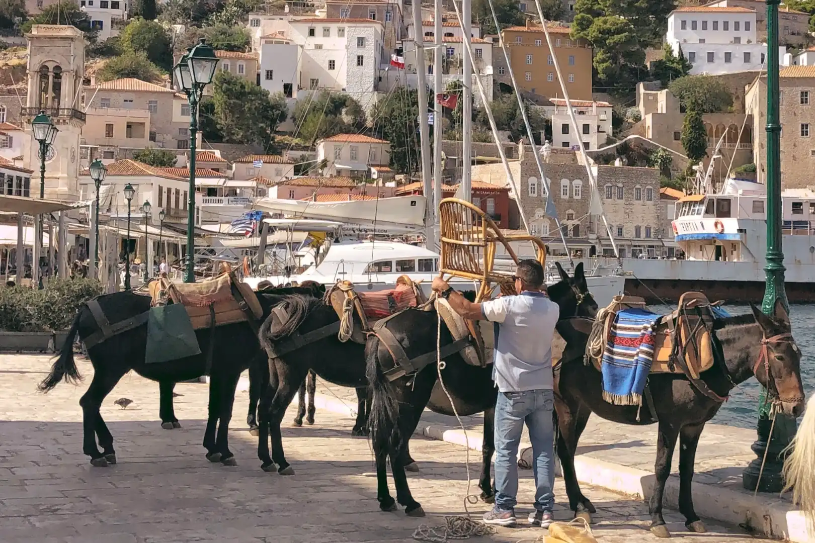 Donkeys-in-Saronic-Gulf