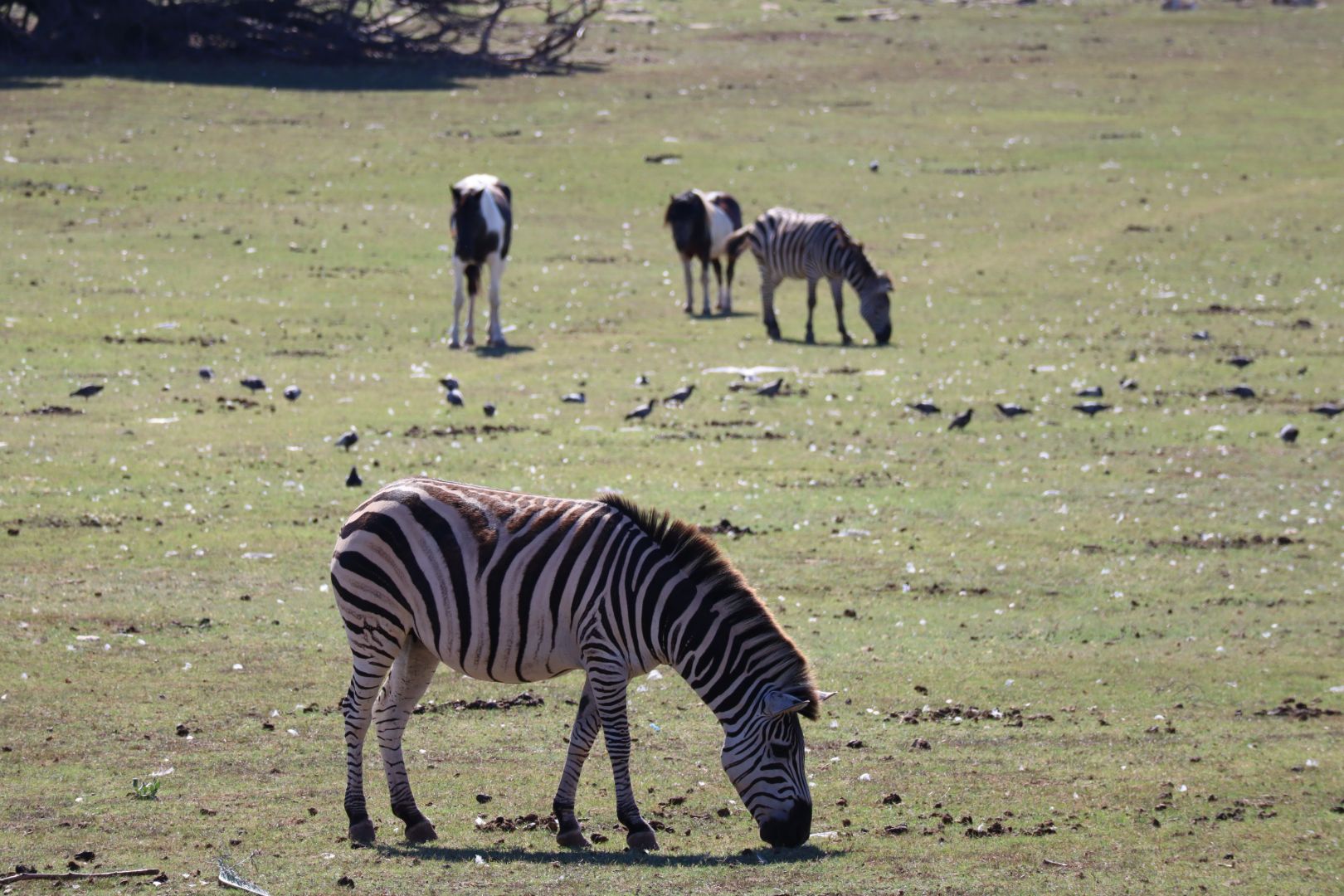 zebras-on-brijuni-istra