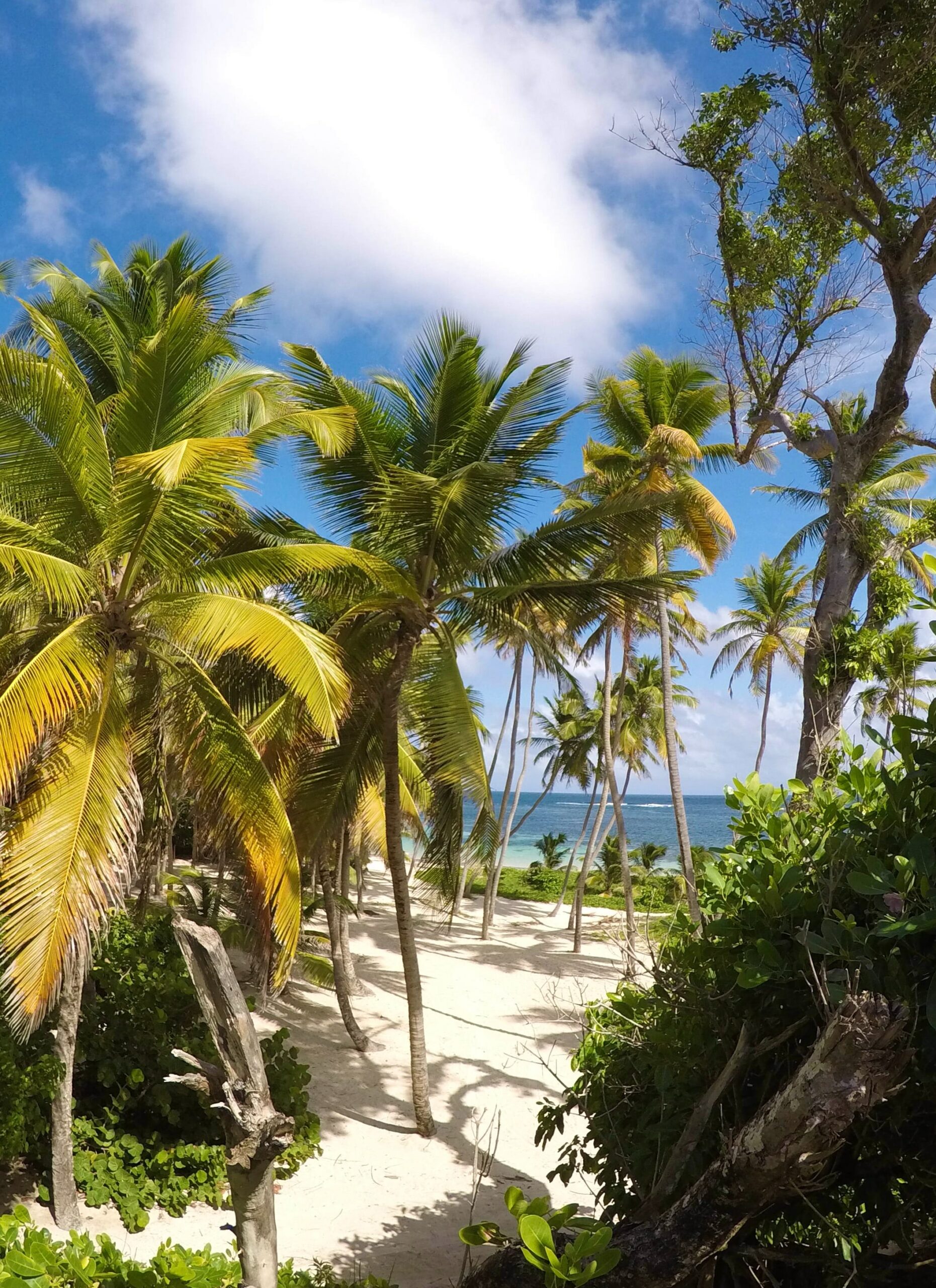 palm-trees-beach